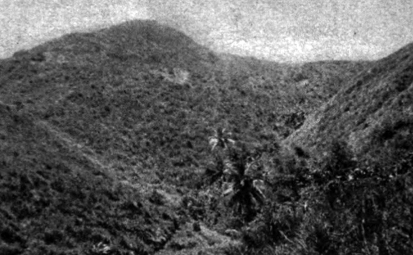 Image Caption